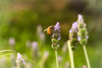 Bee looking for nectar in French lavender (Lavandula dentata).