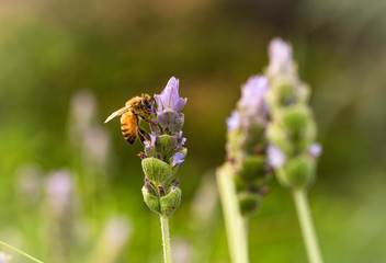 Bee looking for nectar in French lavender (Lavandula dentata).