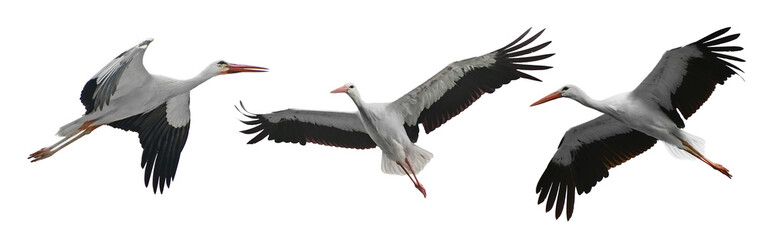 Collection flying storks isolated on white