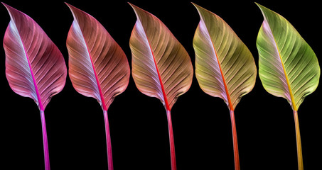 feuilles de philodendron impérial rouge, fond noir  © Unclesam