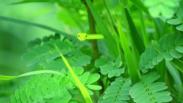 Oriental whipsnake hide in the leaves in the garden for insects and small animals to eat1