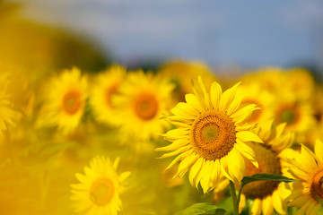 Obraz premium sunflowers. Field of bright yellow flowers. 