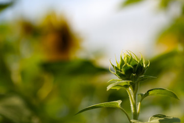 unopened green sunflower bud. field of sunflowers