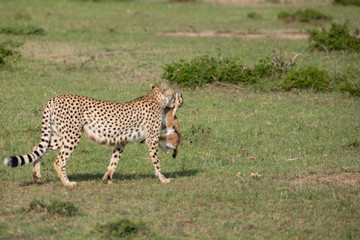 Cheetah with prey