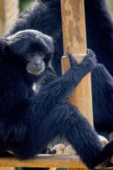 Siamang Gibbon in a zoo in Hawaii 