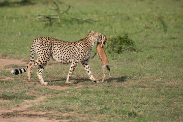 Cheetah with prey
