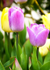 Closeup of pink tulips flowers with green leaves in the park.  Beautiful spring blossom under sunlight in the garden and nature background at spring or summer season.