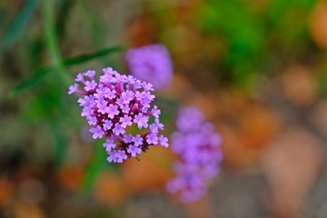 Beautiful blooming Verbena, violet flowers with blurred background.