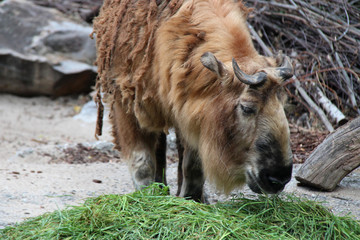 Fototapeta premium takin in a zoo in berlin (germany)