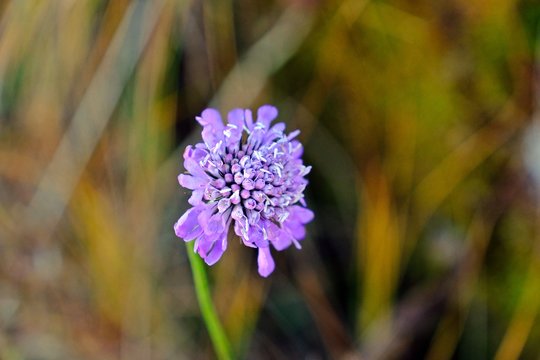 Beautiful Scabiosa comosa Fisch, Pincushion flower, Wild flower with blurred background.