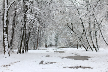 snowy trees in the park. winter landscape