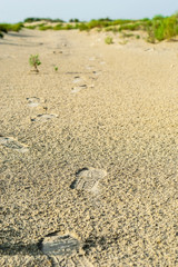 beautiful clear view of desert and grass in bright and beautiful day in Saudi Arabia 