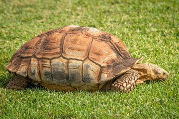 Tortoise in a zoo in Hawaii 