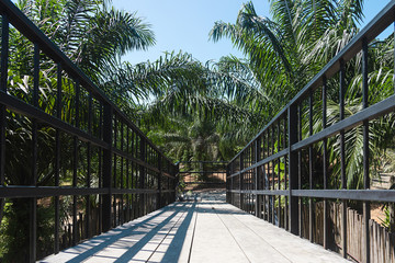 Fototapeta na wymiar Metal bridge in the forest of palm trees in day time, have blue sky