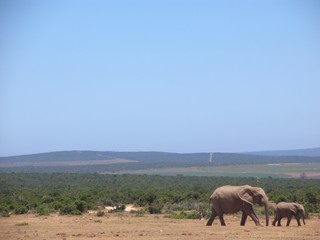 zwei Elefanten (Mutter und Baby) in der südafrikanischen Savanne mit blauem Himmel