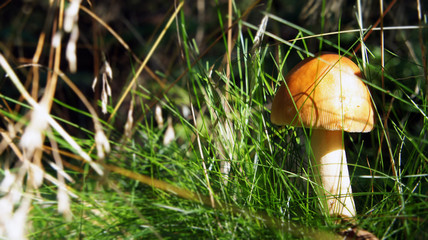 Im Wald ein Butterpilz im Gras stehend an einem sonnigen Tag