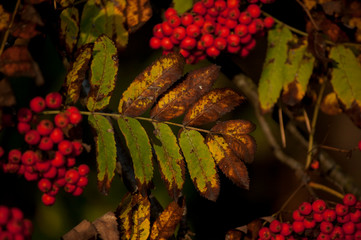 autumn leaves and berries of rowan on a background