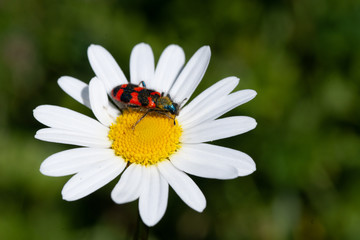 Obraz premium zdjęcia makro zwierząt i kwiatów