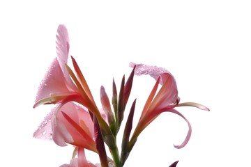 A bouquet of sweet pink Canna lilly flower blossom with droplets on white isolated background