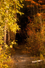 autumn in the forest