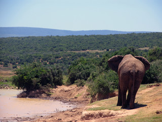 ein Elefant von hinten in der südafrikanischen Savanne