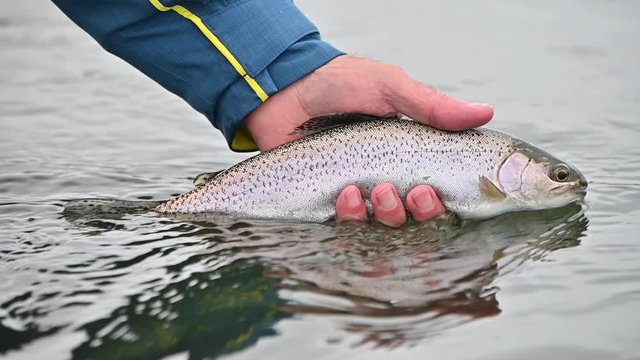 release of a beautiful rainbow trout in the river