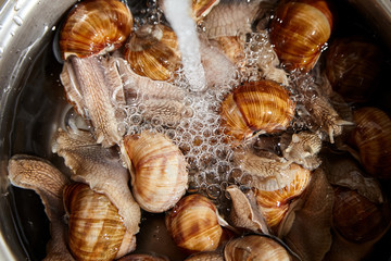 Many live garden snails under running water closeup. Washing snails before cooking