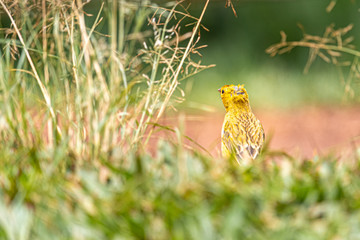  little bird in the grass