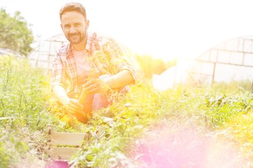 Obraz na płótnie Canvas Farmer harvesting carrots in greenhouse with yellow lens flare