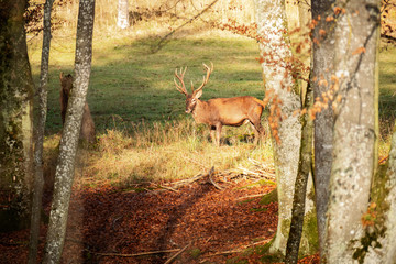 stag in the forest