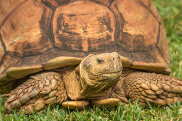 Tortoise in a zoo in Hawaii 