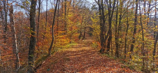 Obraz premium SONBAHAR 