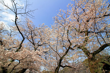 Cherry blossoms blooming in spring in Japan