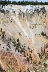 On slope of Grand Canyon of the Yellowstone