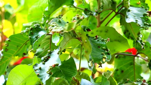 The symptoms of the santol being destroyed by the four-legged mite