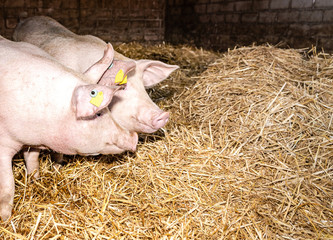 Schweinestall mit zwei Schweinen und reichlich Stroh