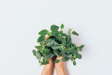 Green houseplant in pot in female hands
