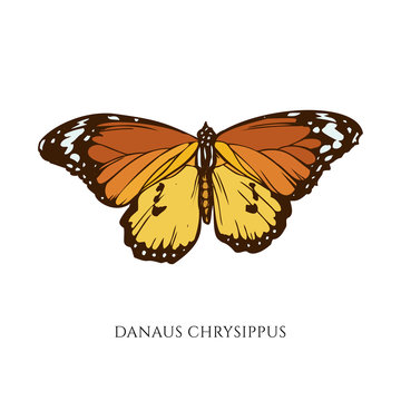 Vector set of hand drawn colored danaus chrysippus