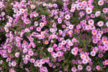 Obraz premium Autumn flowers pink