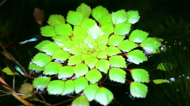 Water chestnut or Water caltrops or False loose strife or Horn Chestnut1