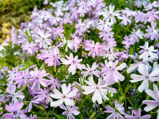 Obraz na płótnie Canvas Phlox subulata, moss phlox or mountain phlox flowers background. Purple flowers for background, top view