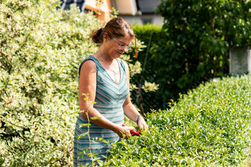 Woman with secateurs cutting the hedge - 306117909