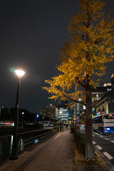 A night road with ginkgo trees, Ginza, Tokyo ,Japan