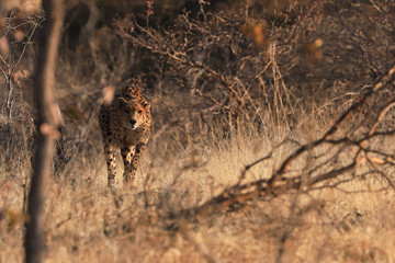 Spotted Cheetah
