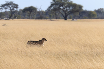 Cheetah in savannah