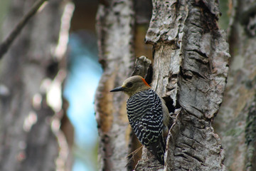 Red-Crowned Woodpecker In Cactus Panama