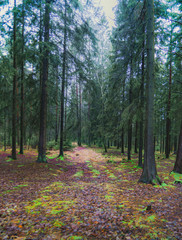 The spruce bark attacks the spruce forests, due to the hot summer. Maybe in the future you will plant pine forests instead. This spruce forest is located in Delsjön, Härryda municipality