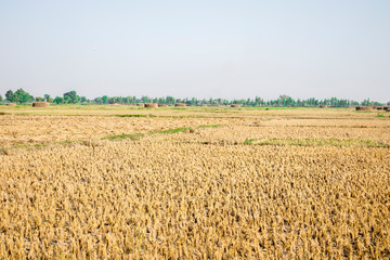 Naklejka premium breathtaking view of nature looks so fresh and lots of greenery 