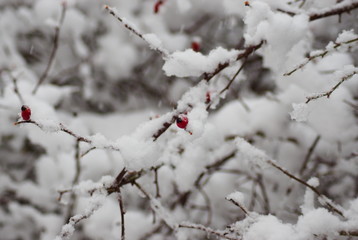 red berries in snow