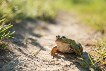 Fototapete bei efototapeten.de bestellen   
